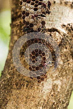 A wasp`s nest with eggs and larvae on a branch.Hymenoptera nest