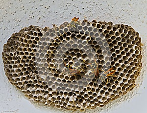 Wasp`s Nest. Isolated