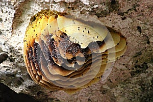 Waspï¿½s nest on the rock in sinkhole