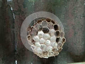 a wasp's nest whose occupants had abandoned it and fallen on the floor