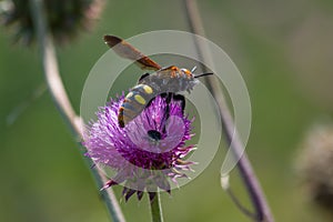 Wasp (Scolia maculata) photo