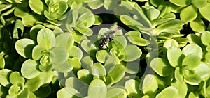 Wasp on sedum