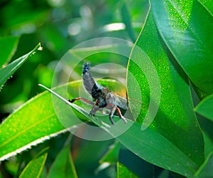 A wasp showing its sting photo