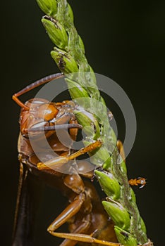 Wasp on a single blade of grass