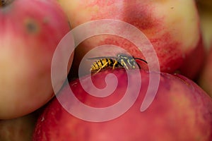 Wasp sits on an apple in autumn