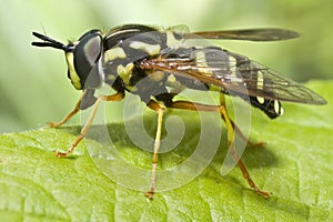 Wasp sits on green sheet