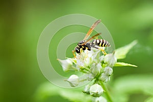 A wasp sits on a raspberry flower