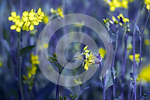 A wasp sits on a yellow mustard flower.