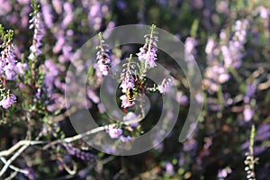 A wasp sitting on the purple heaths