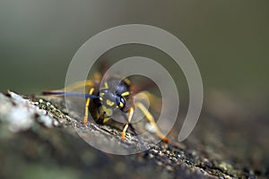 Wasp is sitting on a branch Wespe sitzt auf einem Ast