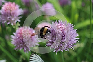 Wasp sitting on a flower in the summer garden insect bee collects nectar