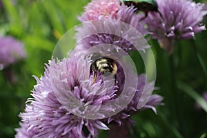 Wasp sitting on a flower in the summer garden insect bee collects nectar