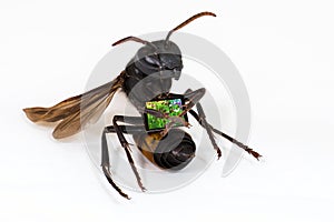 Wasp sitting and holding pad on white background