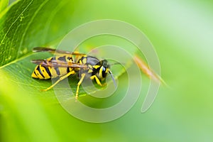 Wasp sitting on a leaf