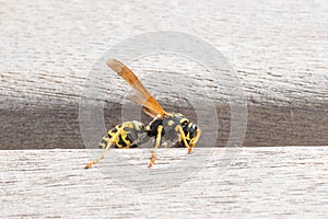 Wasp is sitting on a park bench and is chewing wood