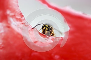 Wasp sitting on a piece of watermelon and eats