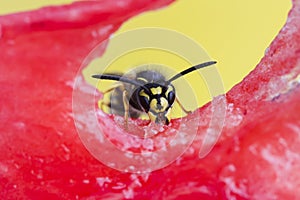 Wasp sitting on a piece of watermelon and eats