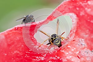 Wasp sitting on a piece of watermelon and eats
