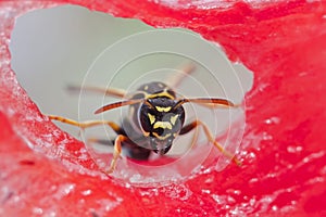 Wasp sitting on a piece of watermelon and eats