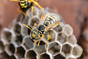Wasp sitting on top of wasp nest close up