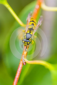 A wasp sitting on twig in summer