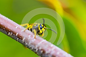 Wasp sitting on twig in summer