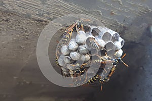 Wasp sitting on wasp nest close up. Animal colony, macro