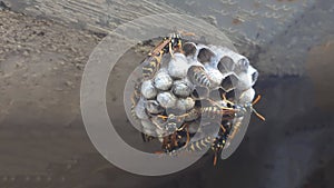 Wasp sitting on wasp nest close up. Animal colony, macro