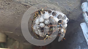 Wasp sitting on wasp nest close up. Animal colony, macro