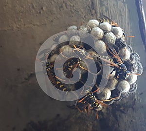 Wasp sitting on wasp nest close up. Animal colony, macro