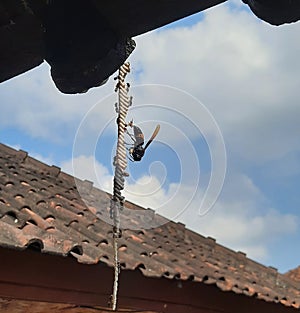 a wasp that is snatching another insect home