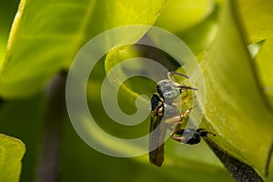 Wasp on some leaves in the wild