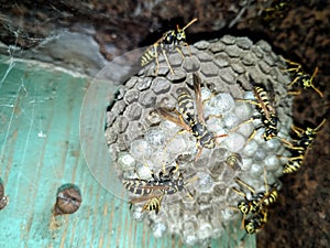Wasp species polished on nest. Wasp nest