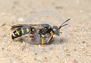 Wasp Sphex