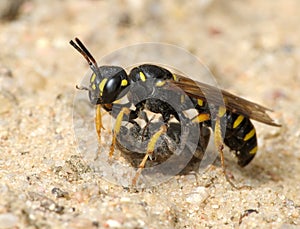 Wasp Sphex