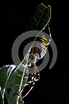 Wasp spider (Argiope bruennichi)