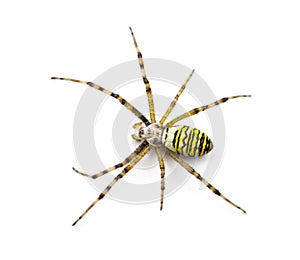 Wasp spider, Argiope bruennichi