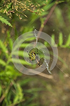 Wasp Spider, Argiope bruennichi