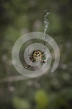 Wasp Spider, Argiope bruennichi