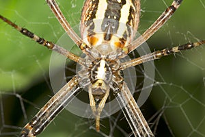 Wasp spider - Argiope bruennichi close-