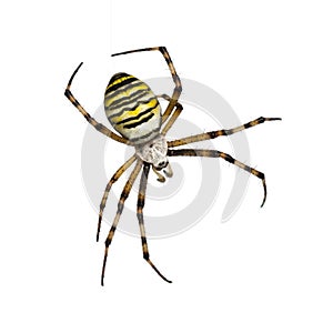 Wasp Spider, Argiope bruennichi, hanging on silk against white b