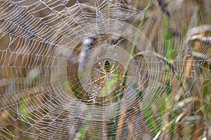 Wasp spider - Argiope bruennichi on his web
