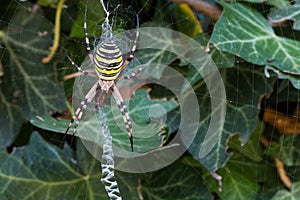 Wasp spider (Argiope bruennichi) waiting for preys in its web