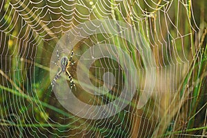 Wasp Spider Argiope bruennichi waiting on spiderweb with morning dew. Out of focus background. Horizontal view