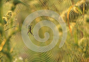 Wasp spider Argiope bruennichi weaving web in the morning
