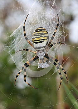 Wasp Spider (Argiope bruennichi)