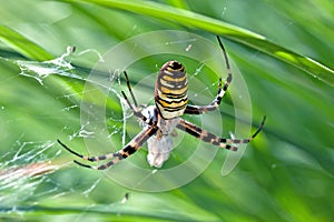 Wasp Spider In Cobweb With Grass