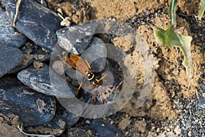 Wasp and spider defeated