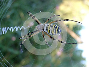 Wasp spider detail