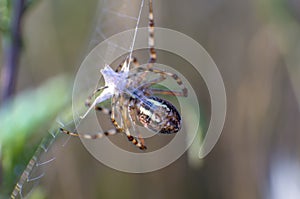 Wasp spider while eating